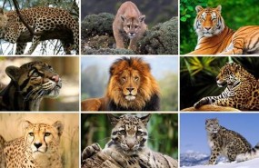 ep grandes felinos