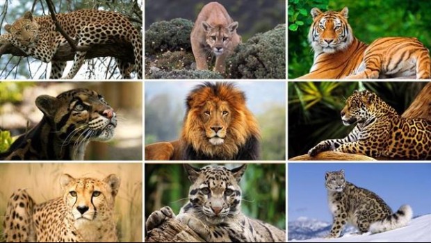ep grandes felinos