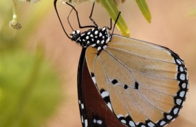 ep invertebrados dchrysippusreal jardin botanico