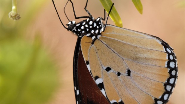 ep invertebrados dchrysippusreal jardin botanico