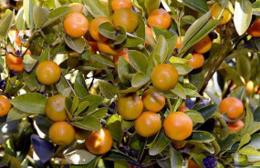 ep mandarinas en el arbol