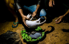 ep personas sostienen un pangolin