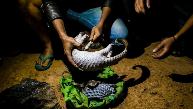 ep personas sostienen un pangolin