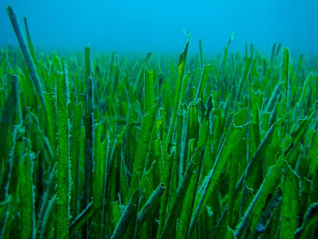 Posidonia oceánica en el Mediterráneo | CSIC ep posidonia oceanicamediterraneo