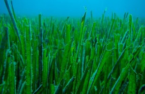 ep posidonia oceanicamediterraneo