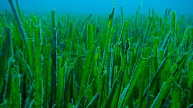 ep posidonia oceanicamediterraneo