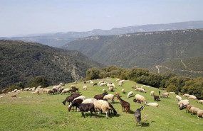 ep rebano de ovejas en el parc natural del montseny