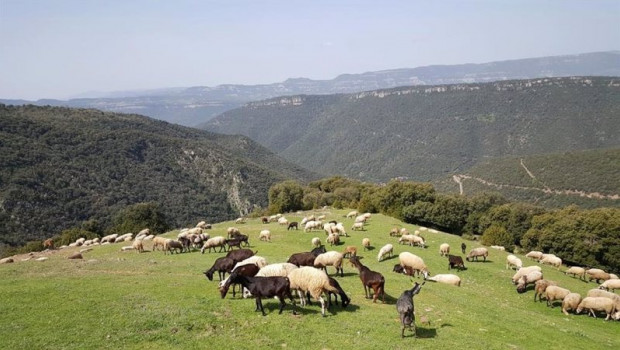 ep rebano de ovejas en el parc natural del montseny