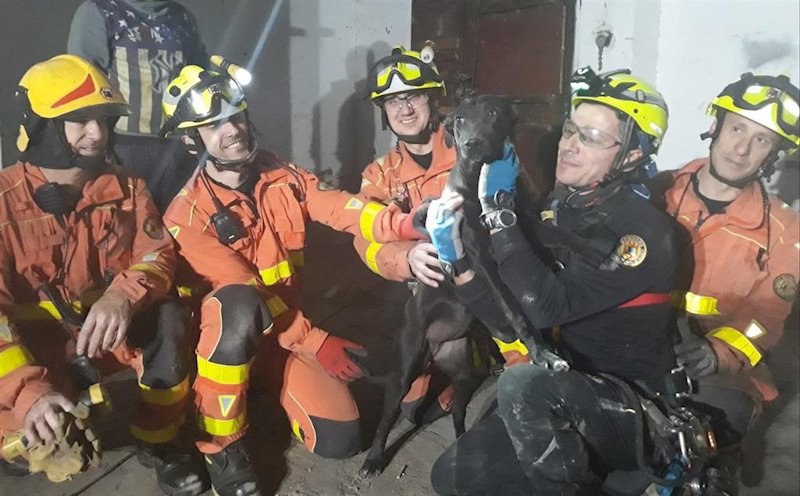 ep rescate de un perro en quart de poblet ep rescate de un perro en quart de poblet