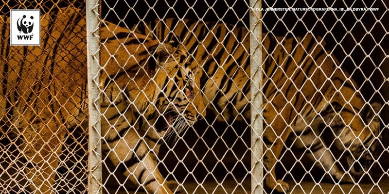 Tigres encerrados en una granja | WWF ep tigres encerradosuna granja