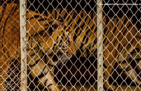 ep tigres encerradosuna granja ep tigres encerradosuna granja
