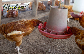 pienso gallinas