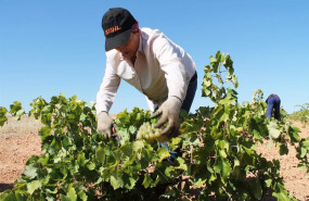 ep archivo   una persona recoge uvas de una cosecha durante la temporada de vendimia de 2021 a 21 de