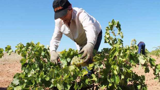 ep archivo   una persona recoge uvas de una cosecha durante la temporada de vendimia de 2021 a 21 de
