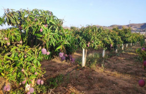 ep cultivo de mango en la nacla puntalon