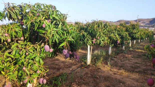 ep cultivo de mango en la nacla puntalon