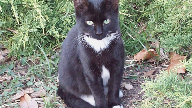 ep gato callejerovegasgenil