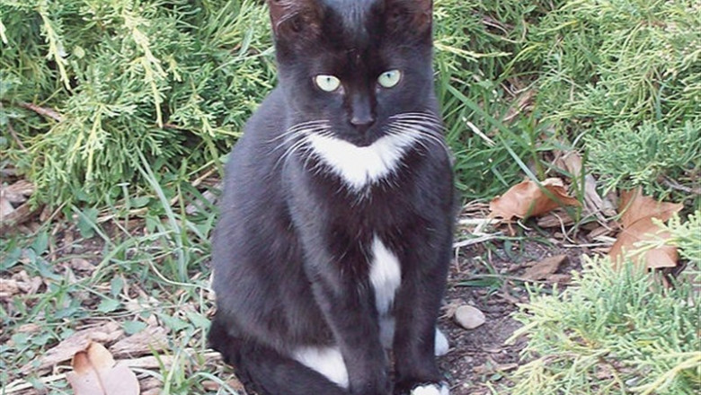 Gato callejero en Vegas del Genil | AYUNTAMIENTO VEGAS DEL GENIL - Archivo ep gato callejerovegasgenil
