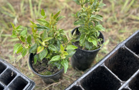 ep sostenibilidad en la bodega