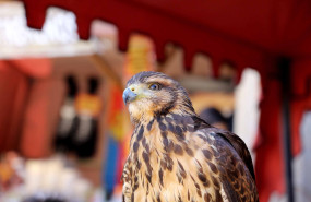 archivo 2021 5 archivo 2021 5