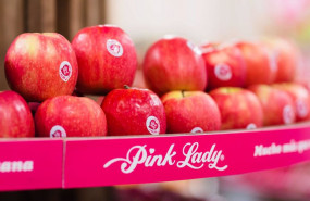 ep archivo   economia  las manzanas pink lady registran ventas record en 2019 tras una cosecha