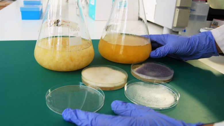 Archivo - Personal investigador del área de biotecnología | CTCR - Archivo ep archivo - personal investigador del area de biotecnologia