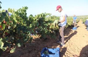 ep la vendimia en huelva de las variedades minoritarias se adelanta ante las altas temperaturas y la ep la vendimia en huelva de las variedades minoritarias se adelanta ante las altas temperaturas y la