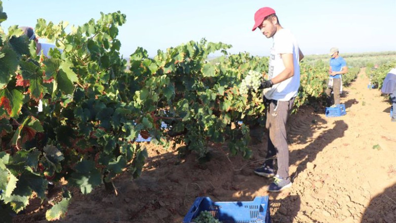 ep la vendimia en huelva de las variedades minoritarias se adelanta ante las altas temperaturas y la ep la vendimia en huelva de las variedades minoritarias se adelanta ante las altas temperaturas y la