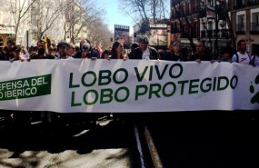 ep manifestacionla proteccionlobo iberico