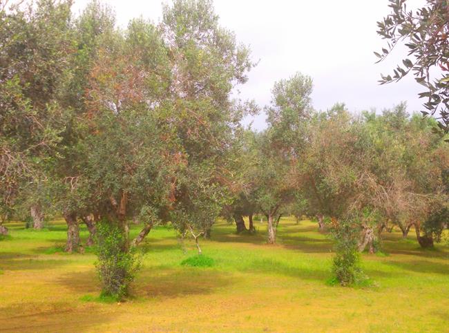 Olivos afectados por Xylella fastidiosa | COMUNIDAD ep olivos afectadosxylella fastidiosa