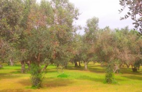ep olivos afectadosxylella fastidiosa