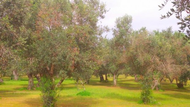 ep olivos afectadosxylella fastidiosa