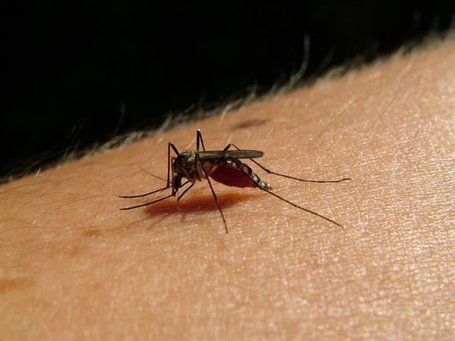 ¿Acribillado por los mosquitos? Estos son los mejores productos contra las picaduras