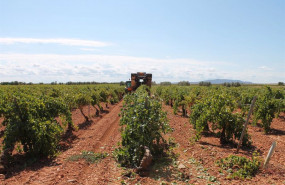 ep un trabajador utiliza un tractor para recoger uvas de una cosecha durante la temporada de
