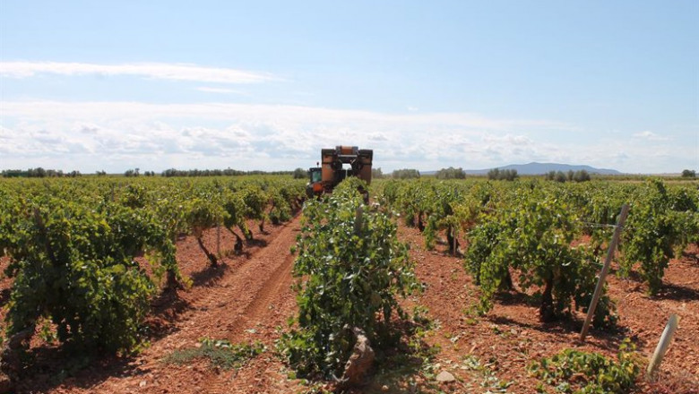 ep un trabajador utiliza un tractor para recoger uvas de una cosecha durante la temporada de