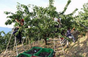 ep varios jornaleros recogen cerezas en una finca de navaconcejo