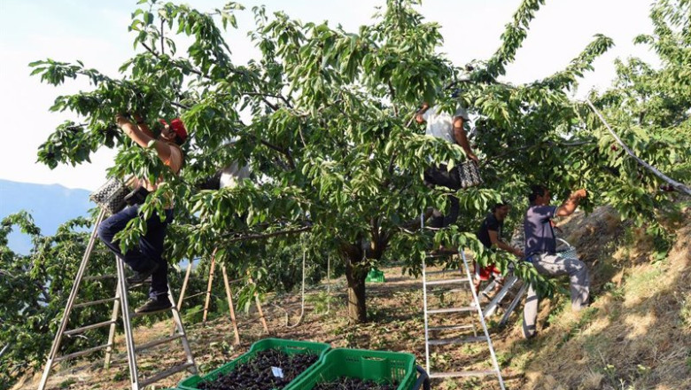 ep varios jornaleros recogen cerezas en una finca de navaconcejo ep varios jornaleros recogen cerezas en una finca de navaconcejo