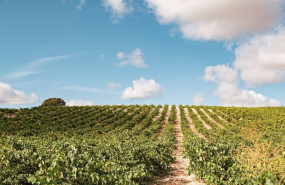 ep vinedos de bodega leda