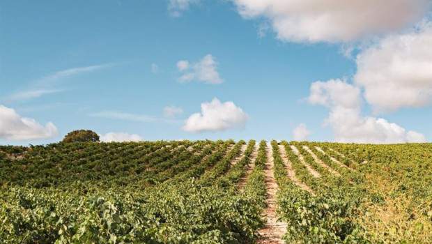 ep vinedos de bodega leda