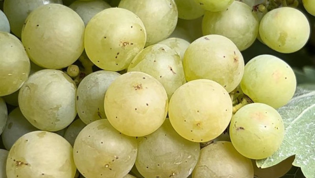 ep archivo   uvas de tempranillo blanco en aldeanueva de ebro