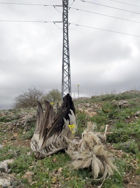 ep birdlife 20200310151704