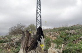 ep birdlife 20200310151704