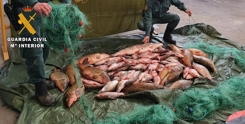 El SEPRONA de Huesca investiga a cinco personas por un delito contra la flora y la fauna | GUARDIA CIVIL ep el seprona de huesca investiga a cinco personas por un delito contra la flora y la fauna