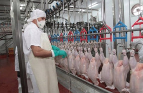 ep matadero de pollos