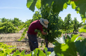 ep vendimia en bodegas habla