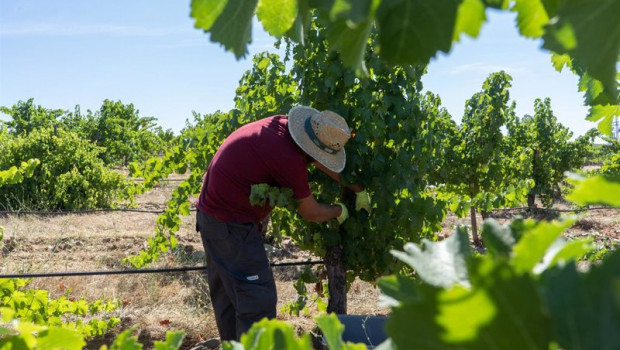 ep vendimia en bodegas habla