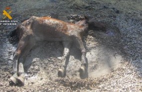 ep yegua muertauna fincaechauri