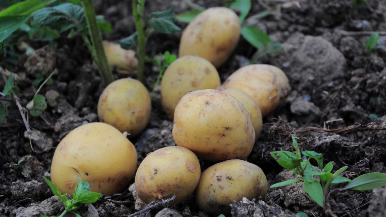 potatoes 3429379 1280