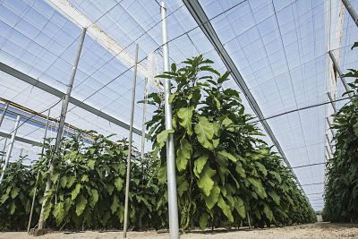 1624874726 invernadero3opt