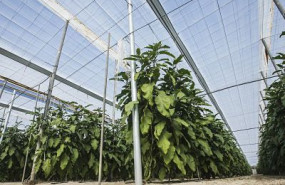 1624874726 invernadero3opt